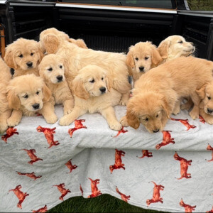 Golden Retriever puppiess 🐶..viber.+639463422605 | PostAds PH