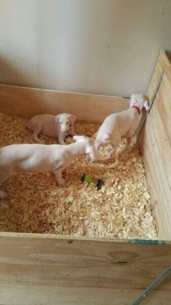 Unique Albino Doberman Puppies ..viber.+639463422605