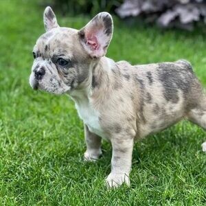 Charming Bulldog Puppy For Sale..viber.+639463422605 | PostAds PH