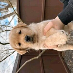 labrador retrieversss..viber.+639463422605 | PostAds PH