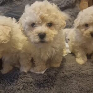 Mrs Bichon Frises puppies for sale..viber.+639463422605 | PostAds PH