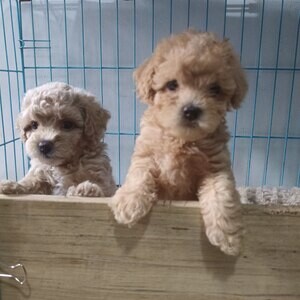 Toy Poodle | PostAds PH