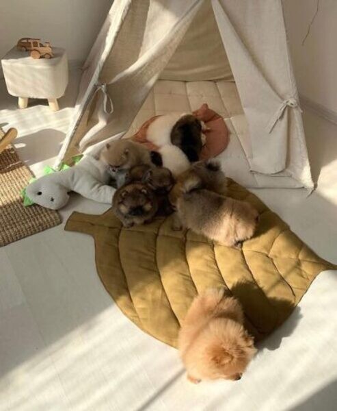 Amazing Pomeranian Puppies Available...viber.+639463422605