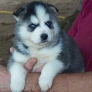 Siberian Husky Puppiess..viber.+639463422605 | PostAds PH