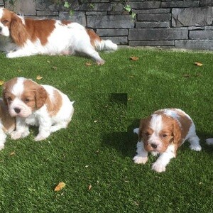 Cavalierr King Charles Spaniel Puppies..viber.+639463422605 | PostAds PH