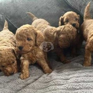 Cockapoo puppies are looking ..viber.+639463422605 | PostAds PH