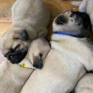 Pedigree Pug puppies available | PostAds PH