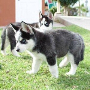 Siberiann Husky Puppiess..viber.+639463422605 | PostAds PH