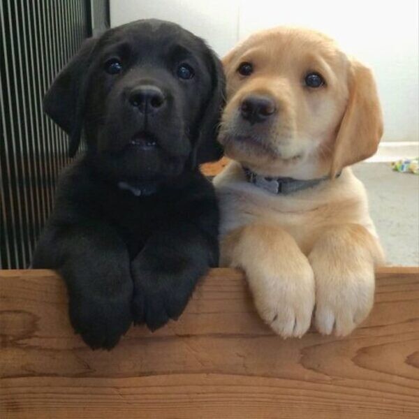 Labrador Retriever Puppies For Sale..viber.+639463422605