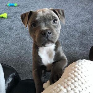 Blue Staffordshire Bull Terrier Puppies..viber.+639463422605 | PostAds PH