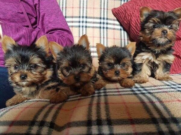 Toy Yorkshire Terrier puppies for gift