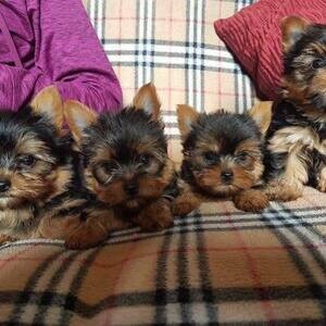 Toy Yorkshire Terrier puppies for gift | PostAds PH