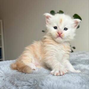 Male Maine Coon TICA registered active..viber.+639463422605 | PostAds PH