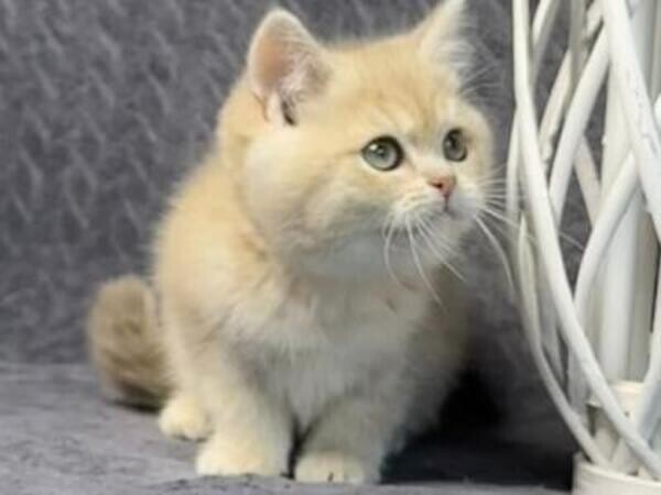 beautiful British shorthair female kitten..viber.+639463422605