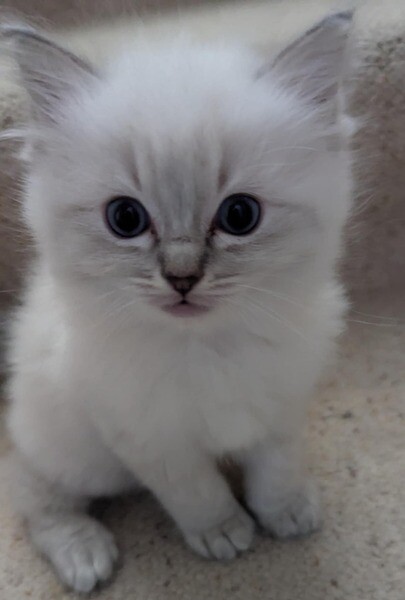 Beautiful 9-week-old Ragdoll..viber.+639463422605