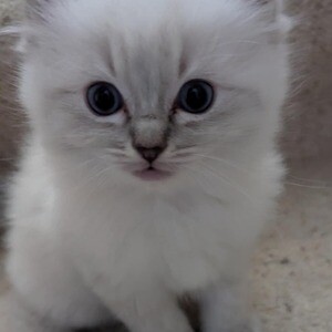 Beautiful 9-week-old Ragdoll..viber.+639463422605 | PostAds PH