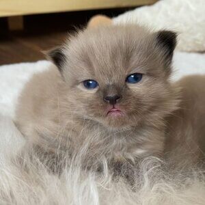 Iris and British shorthair..viber.+639463422605 | PostAds PH
