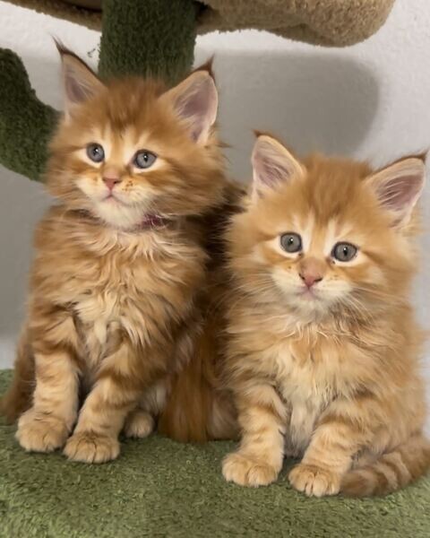  pedigree British Longhair Tortie girl ready ..viber.+639463422605