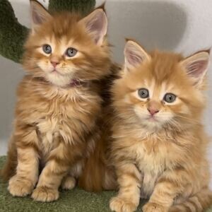 pedigree British Longhair Tortie girl ready ..viber.+639463422605 | PostAds PH