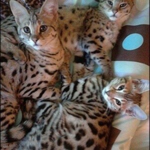 Savanna kitten/cat for sale..viber.+639463422605 | PostAds PH