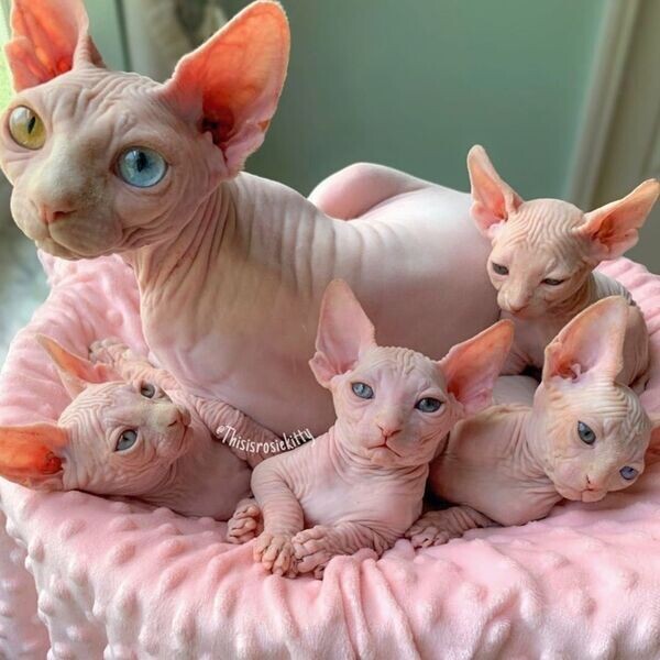 Bold and Wrinkly Sphynx Kittens..viber.+639463422605