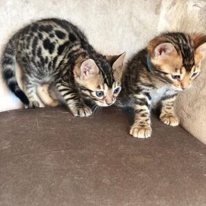 Affectionate Tica Bengal Kittens Now Available..viber.+639463422605 | PostAds PH