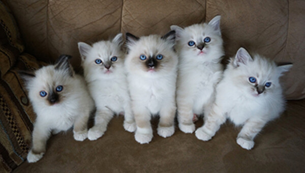 Quality Ragdoll kittens for Re-homing..viber.+639463422605