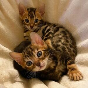 Bengal Kittenssss ..viber.+639463422605 | PostAds PH