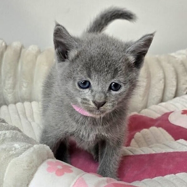 Gorgeous pedigree blue Russian kittens ready now..viber.+639463422605