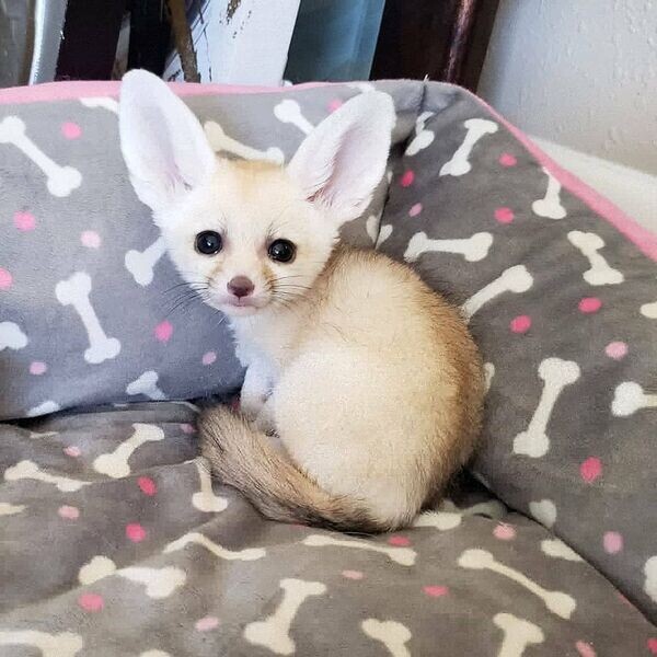 6 Fennec fox (few weeks old)