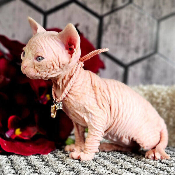 Sphyn x kittens for sale text if interested:…..viber.+639463422605