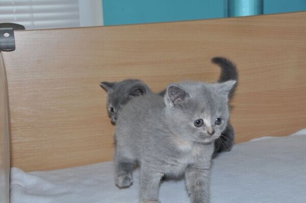 British shorthair kittens for salee..viber.+639463422605