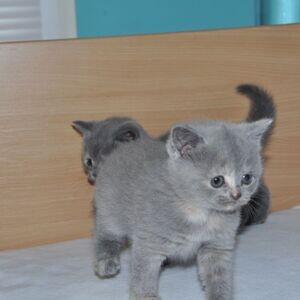 British shorthair kittens for salee..viber.+639463422605 | PostAds PH