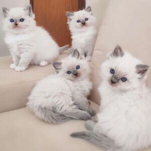 Ragdoll Kittens Ready for new homes ...viber.+639463422605 | PostAds PH