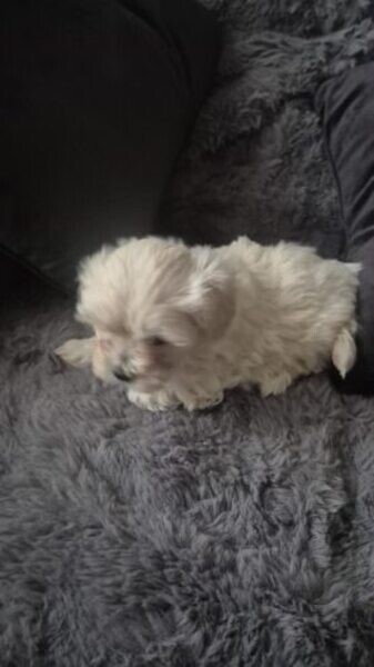 Mrs Bichon Frisess puppies for sale..viber.+639463422605