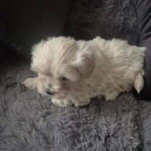 Mrs Bichon Frisess puppies for sale..viber.+639463422605 | PostAds PH