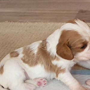 Cavalier King Charles Spaniell Puppies..viber.+639463422605 | PostAds PH