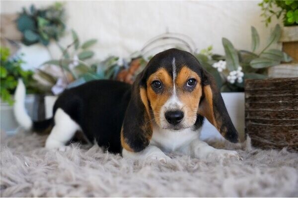 Chunky Little Beagle Puppies For Sale..viber.+639463422605