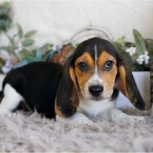 Chunky Little Beagle Puppies For Sale..viber.+639463422605 | PostAds PH