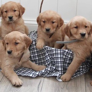 Awesome Golden Retriever Puppies For Sale..viber.+639463422605 | PostAds PH