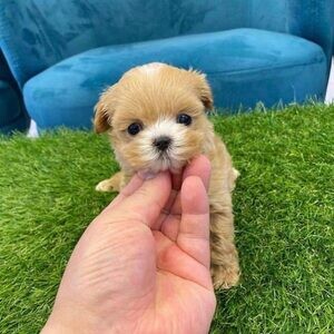 Tea cup poodlee..viber.+639463422605 | PostAds PH