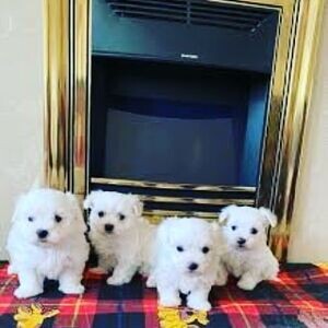 Male and Female Maltese puppies..viber.+639463422605 | PostAds PH