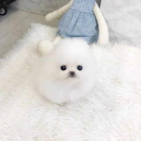 Healthy Teacup Pomeranian Puppies For sale..viber.+639463422605
