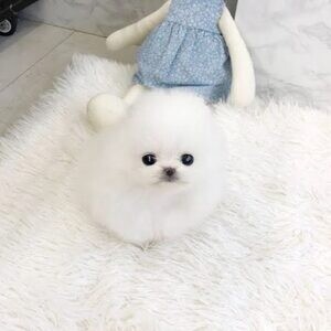 Healthy Teacup Pomeranian Puppies For sale..viber.+639463422605 | PostAds PH