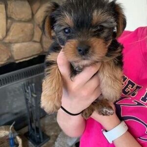Yorkie shire terrier males and females puppies. | PostAds PH