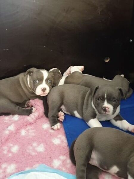 Male and Female American Pitbull Puppies for Sale