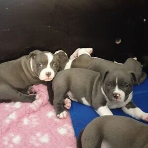 Male and Female American Pitbull Puppies for Sale | PostAds PH