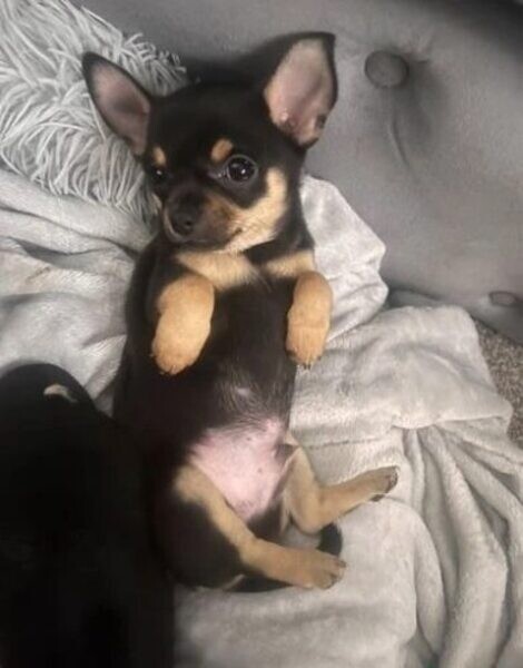 Perfect Chihuahua  Puppies ..viber.+639463422605