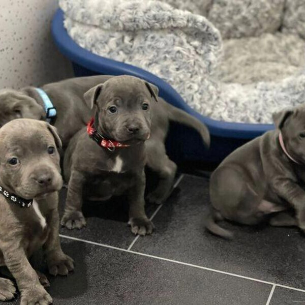 Perfect Blue Staffordshire Bull Terrier Pups..viber.+639463422605