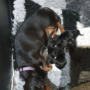 Stunning Standard Dachshund Puppies Ready..viber.+639463422605 | PostAds PH